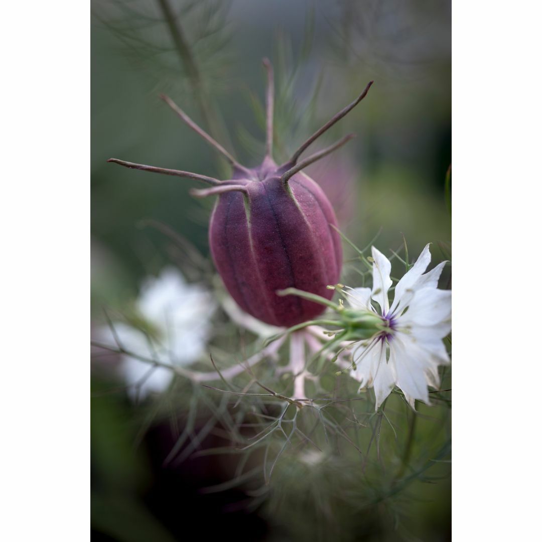 【花の種】ニゲラ　アルビオン　ブラックポッド　０．５ｍｌ　約100粒　レア品種 ハンドメイドのフラワー/ガーデン(プランター)の商品写真