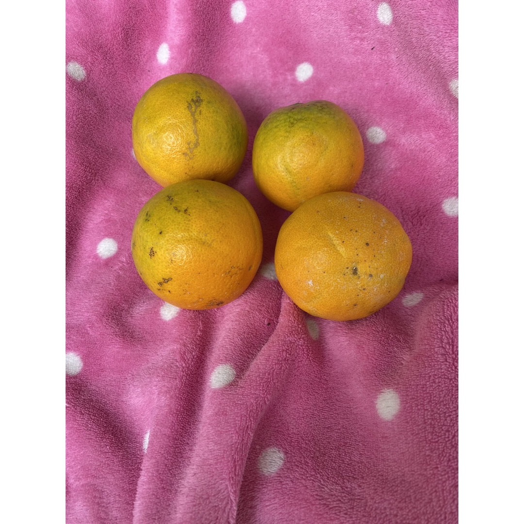 和歌山有田産 バレンシアオレンジ 6kg 食品/飲料/酒の食品(フルーツ)の商品写真