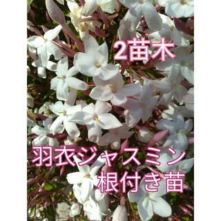 根付き苗木［JH2苗木］素敵な香りの可愛い花がたくさん咲くハゴロモジャスミン(プランター)