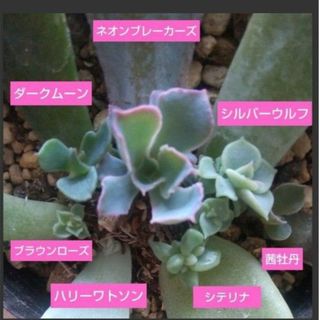 【多肉植物】ハリーワトソン、ダークムーンなど葉挿しセット(その他)