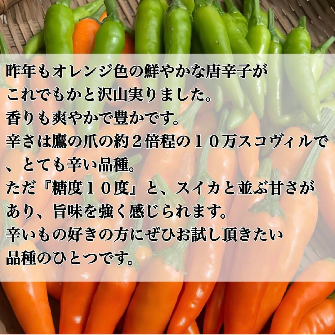 鷹の爪の２倍辛く糖度が高い旨辛みかん唐辛子の苗3株、ポット発送 食品/飲料/酒の食品(野菜)の商品写真