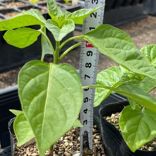 鷹の爪の２倍辛く糖度が高い旨辛みかん唐辛子の苗3株、ポット発送(野菜)