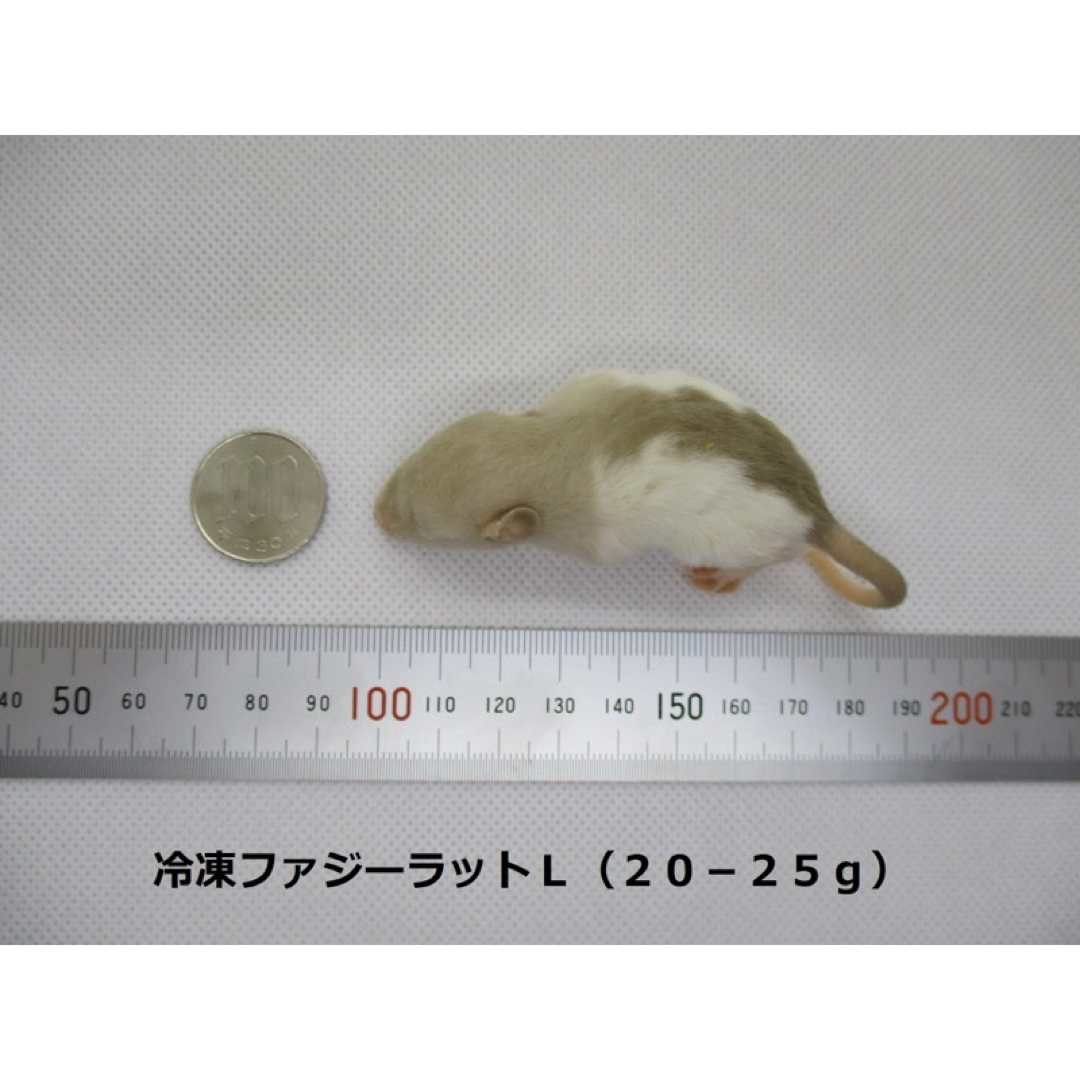 冷凍ファジーラットＬ（20-25g）10匹セットの通販 by 爬虫類専門店 Maniac｜ラクマ