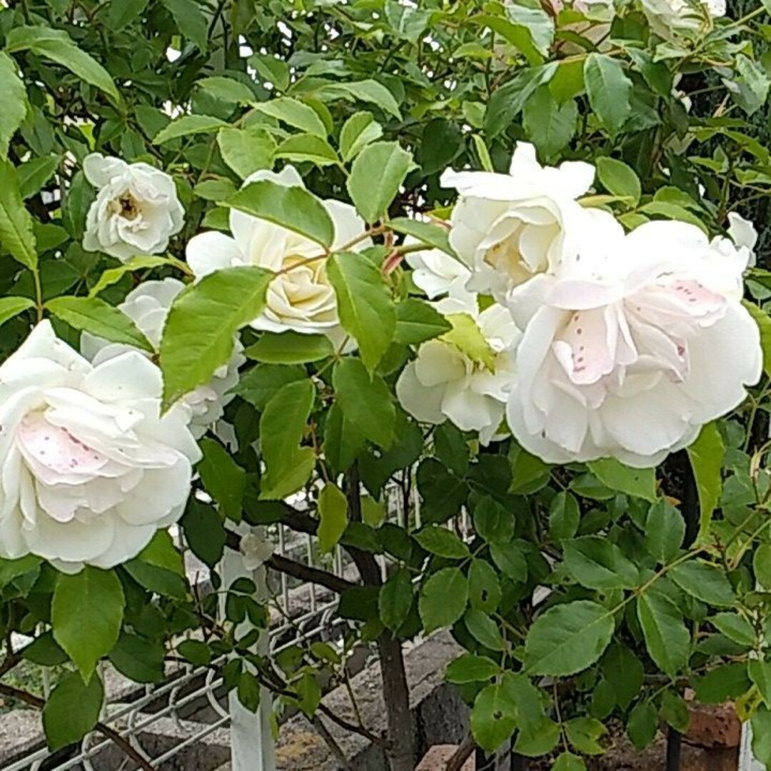 大輪の薔薇　アイスバーグ　透明感のある白　ポット苗 ハンドメイドのフラワー/ガーデン(プランター)の商品写真
