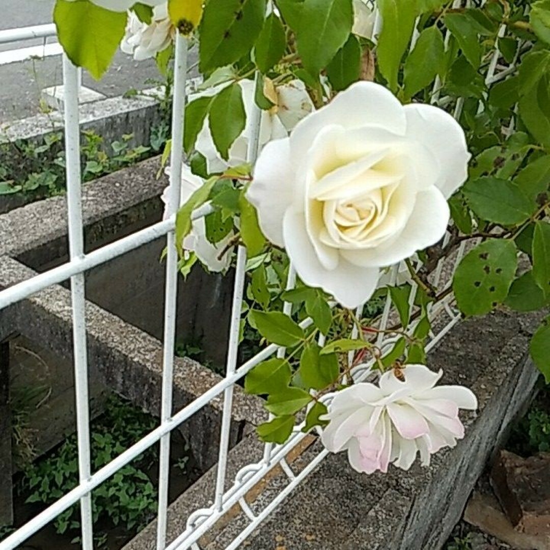 大輪の薔薇 アイスバーグ 透明感のある白 ポット苗の通販 by ミナポン's shop｜ラクマ