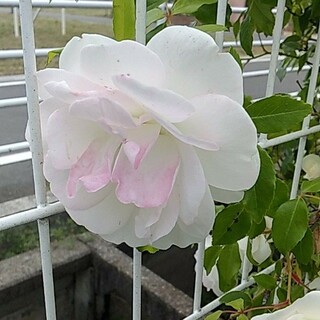大輪の薔薇　アイスバーグ　透明感のある白　ポット苗(プランター)