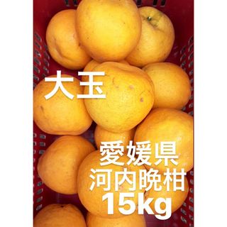 愛媛県産　大玉　宇和ゴールド　河内晩柑　15kg(フルーツ)