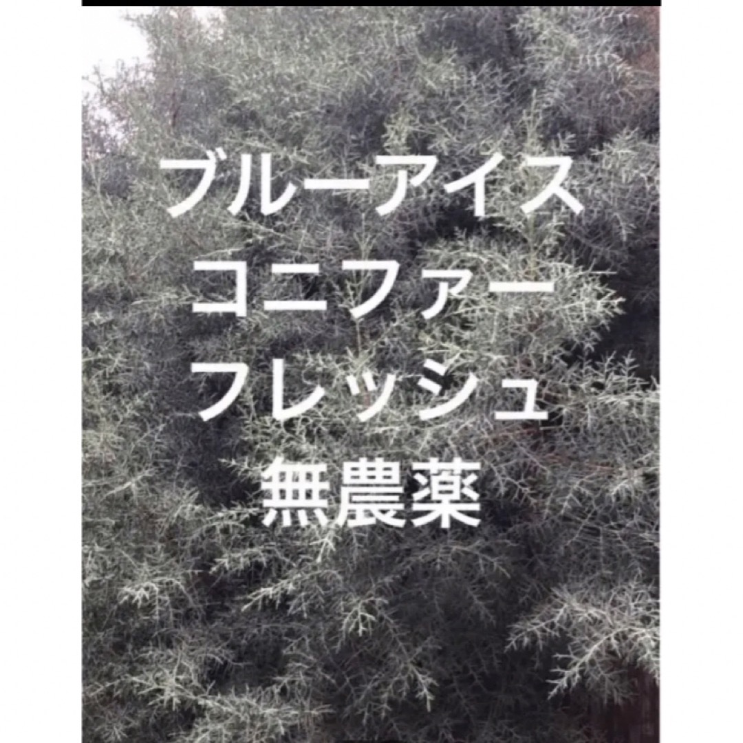 箱　無農薬　フレッシュ　ブルーアイス　コニファー　枝（スワッグ　リース