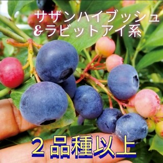 美味しい果実☆大粒系ブルーベリーの挿し穂２品種以上混合５本　ラビットアイサザン系(プランター)