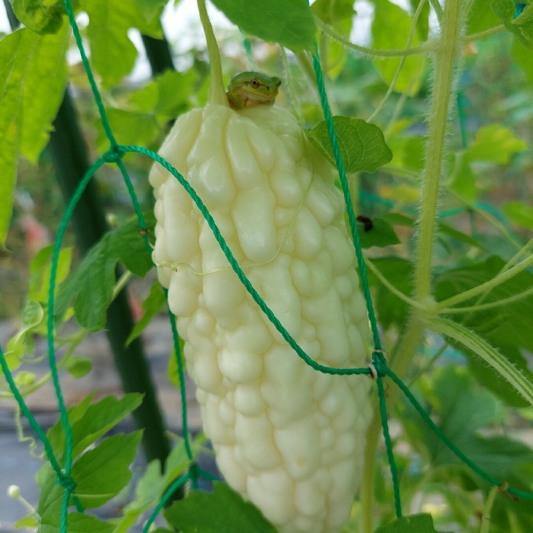 おまかせ野菜詰め合わせBOX【S】 食品/飲料/酒の食品(野菜)の商品写真