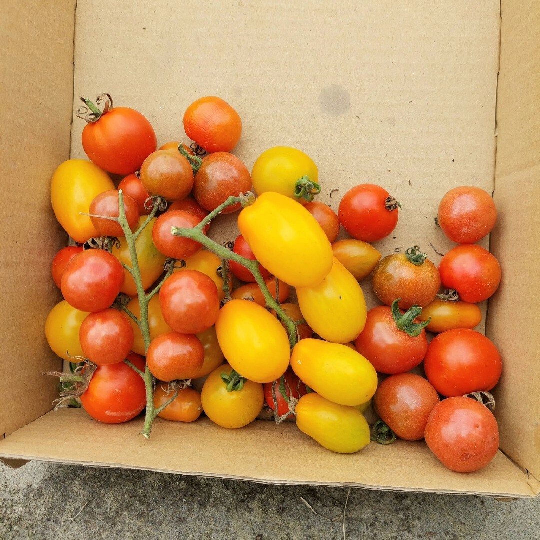 おまかせ野菜詰め合わせBOX【L】 食品/飲料/酒の食品(野菜)の商品写真