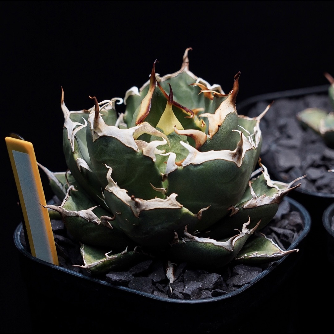特注 アガベ チタノタ 鬼爪 子株 - grafotec.com.mx