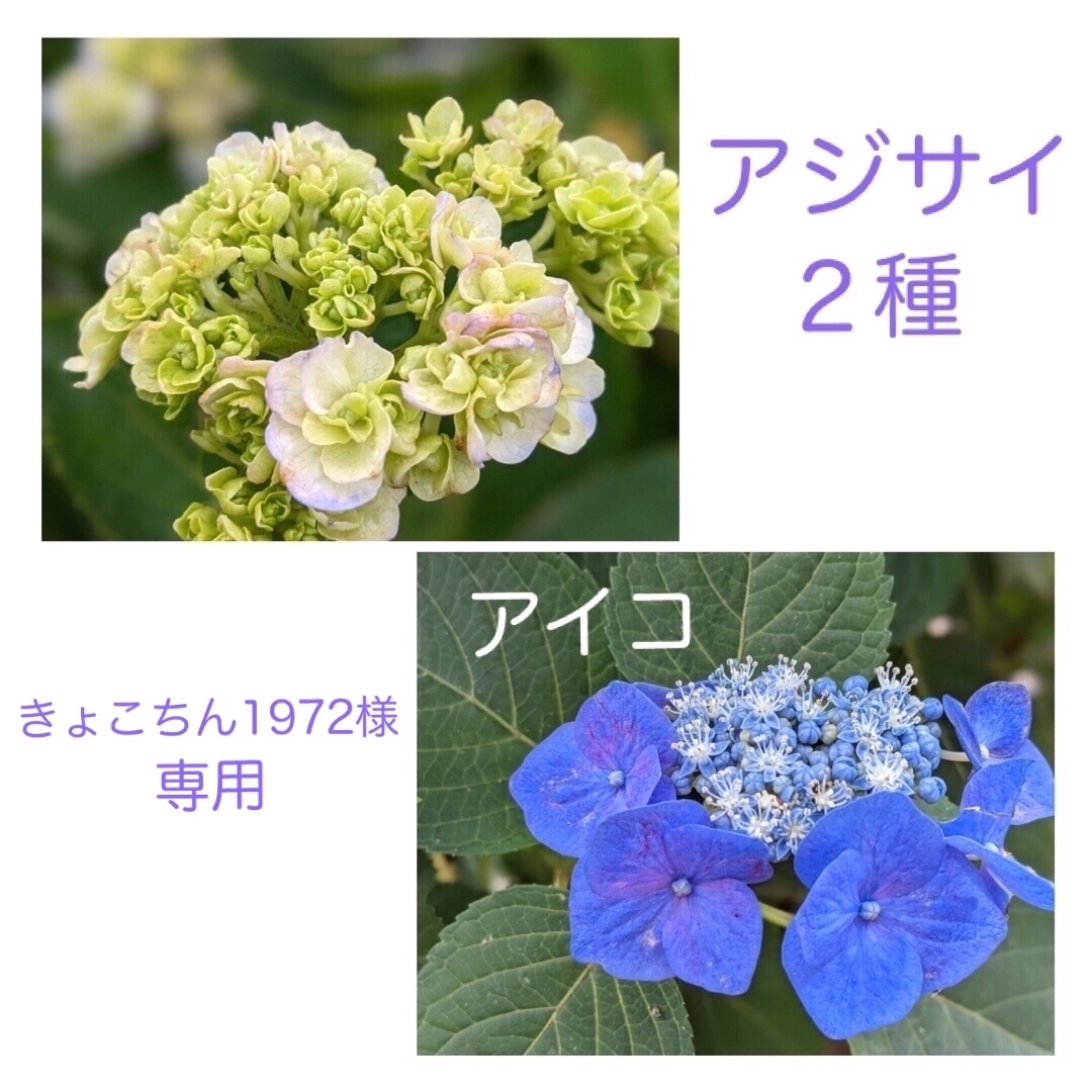 穂木セット③