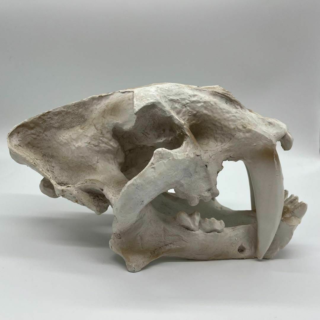 迫力 サーベルタイガー 頭骸骨 レプリカ インテリア 恐竜の化石 オブジェ 虎牙
