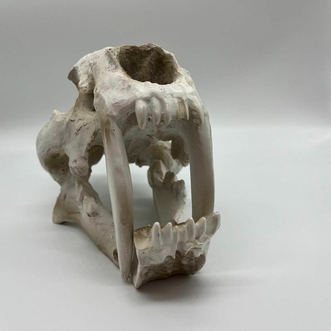 迫力 サーベルタイガー 頭骸骨 レプリカ インテリア 恐竜の化石 オブジェ 虎牙
