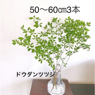 ドウダンツツジ  枝物  インテリア  生花  山採り  無農薬(その他)