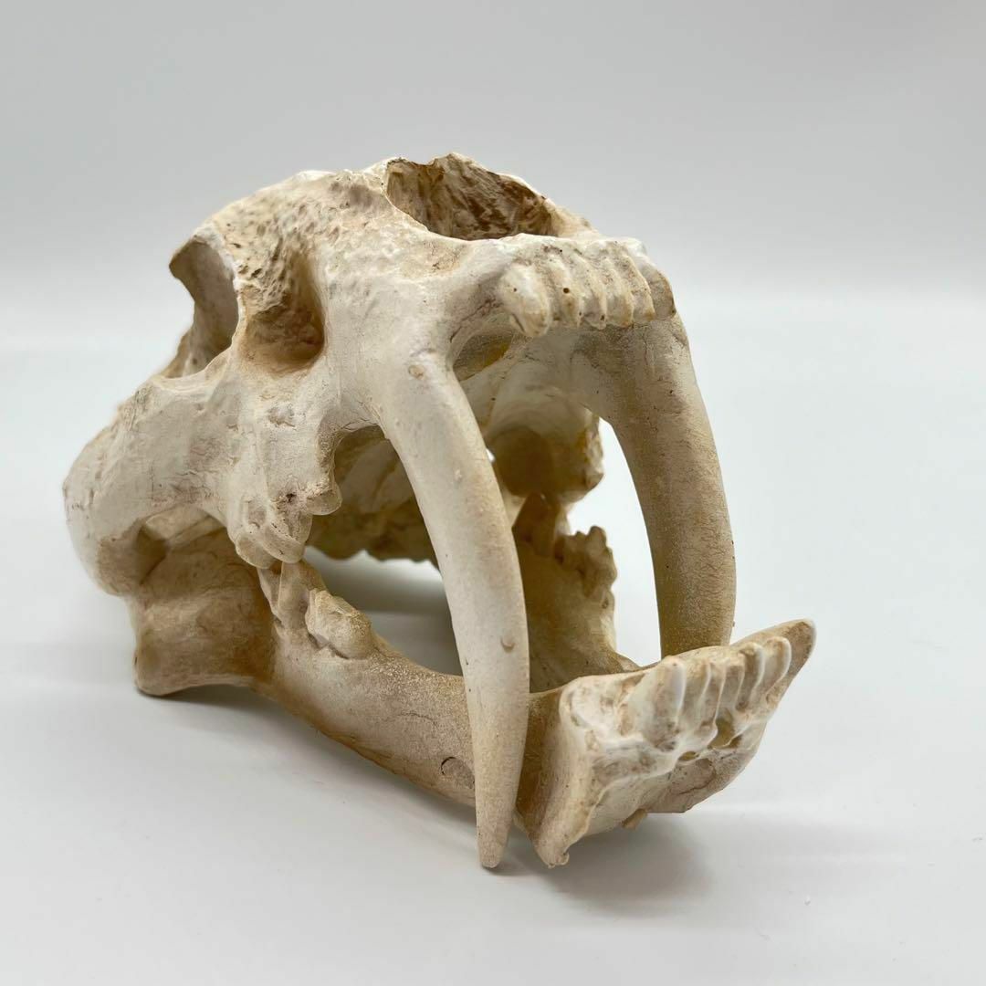 サーベルタイガー 頭骸骨 レプリカ インテリア 恐竜の化石 オブジェ 虎牙 中 1