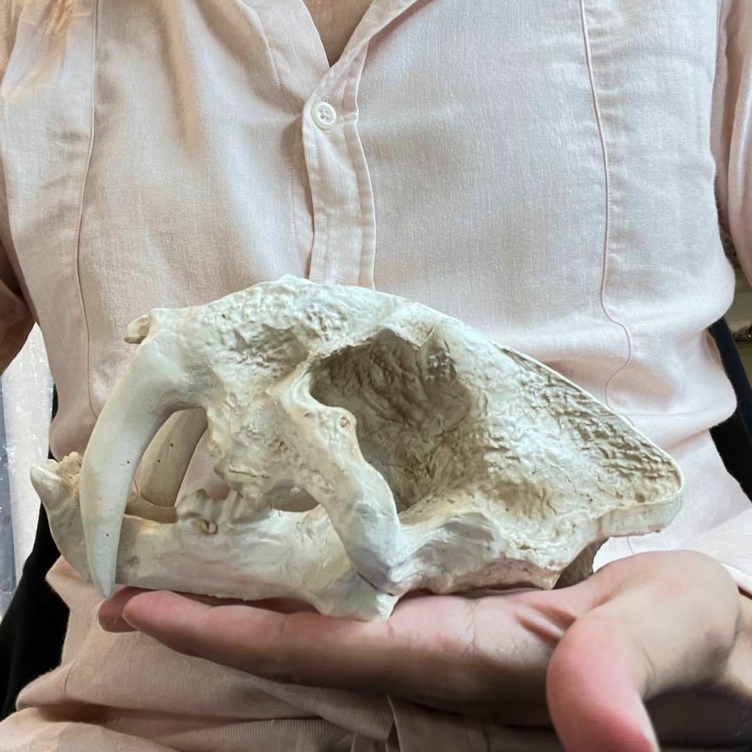 サーベルタイガー 頭骸骨 レプリカ インテリア 恐竜の化石 オブジェ 虎牙 中 3