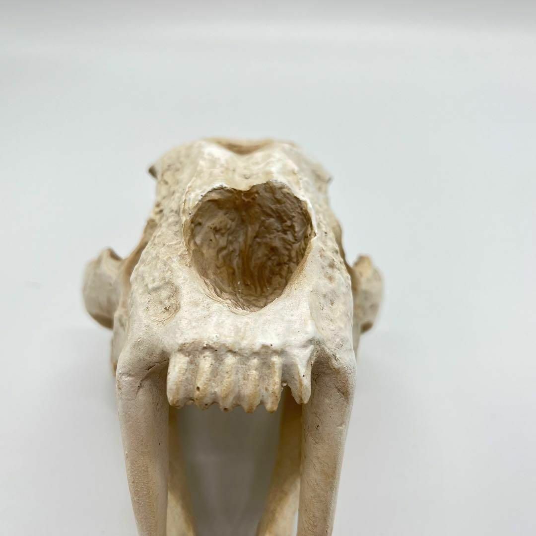 サーベルタイガー 頭骸骨 レプリカ インテリア 恐竜の化石 オブジェ 虎牙 中 5