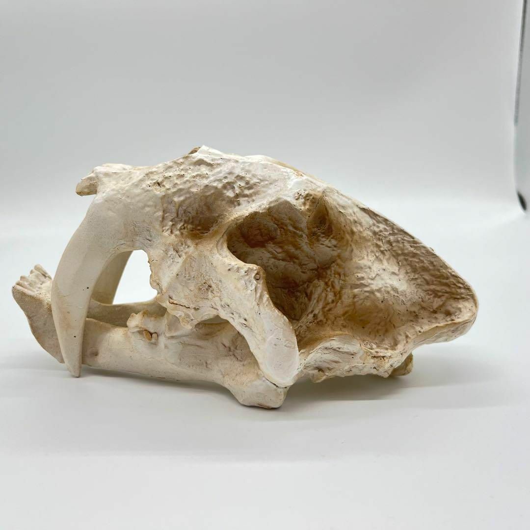 サーベルタイガー 頭骸骨 レプリカ インテリア 恐竜の化石 オブジェ 虎牙 中 6