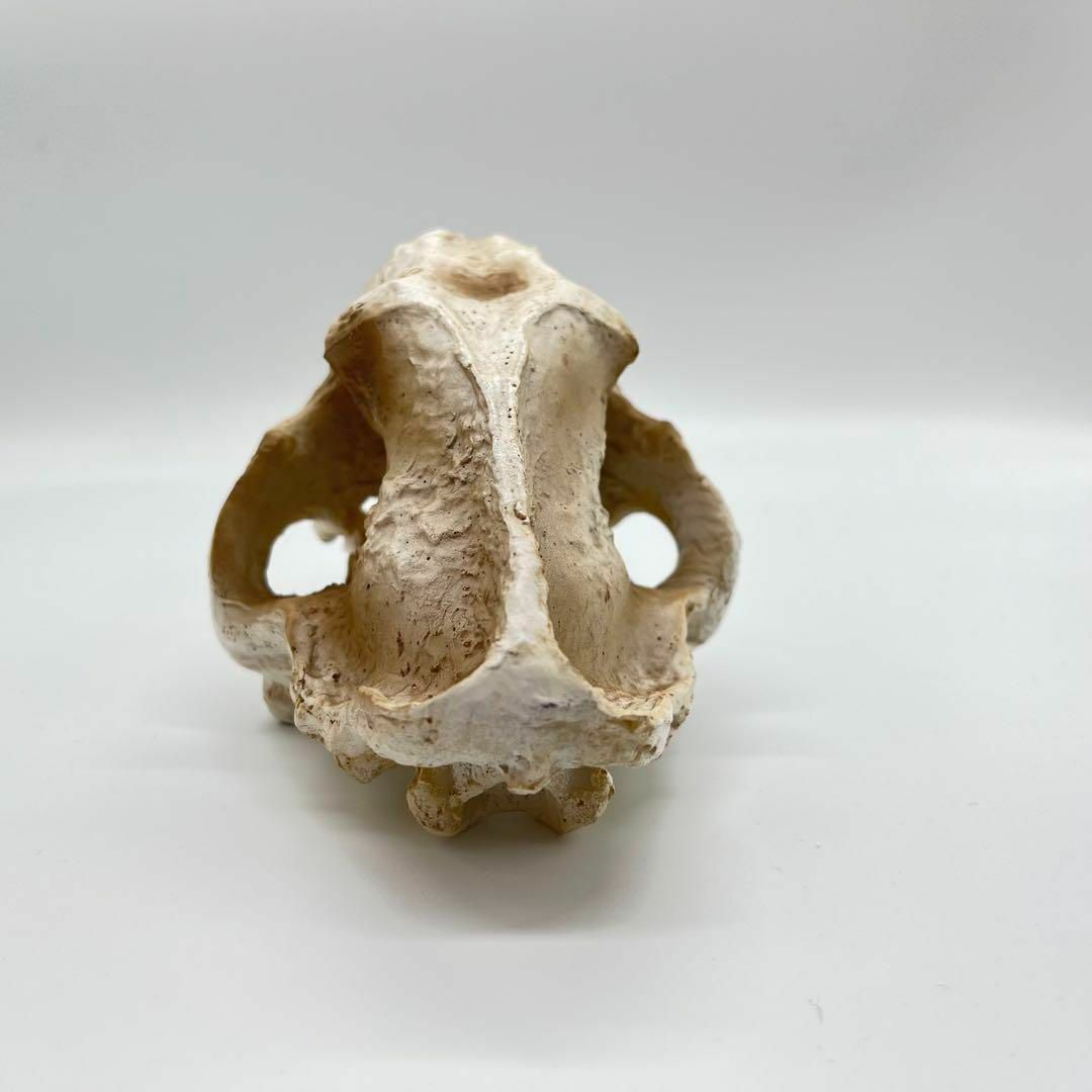 サーベルタイガー 頭骸骨 レプリカ インテリア 恐竜の化石 オブジェ 虎牙 中 7