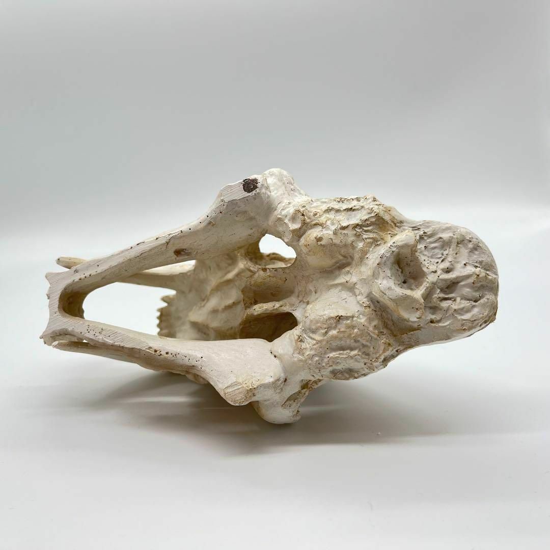 サーベルタイガー 頭骸骨 レプリカ インテリア 恐竜の化石 オブジェ 虎牙 中 8