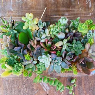 大人気商品 ゆうパケットポスト便①/紅葉復活!多肉植物カット苗セット