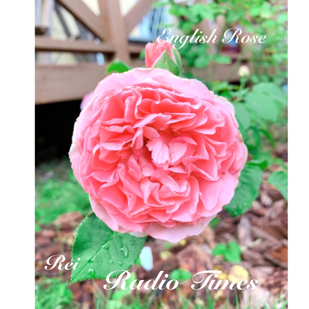希少 レア 薔薇 - blog.jcachat.com