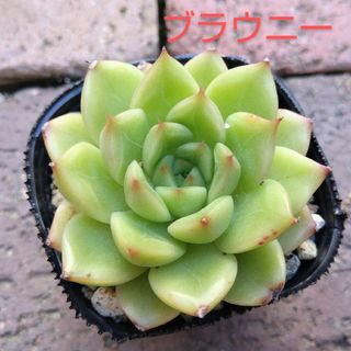 多肉植物　ブラウニー　抜き苗(その他)