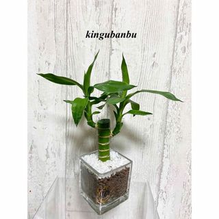 キングバンブー　観葉植物　ハイドロカルチャー(ドライフラワー)