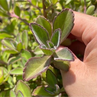 【ペンテリー】大きい！いい香り♪秋に紅葉♪多肉植物＊セダム 10カット春に紫花♪(その他)