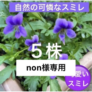 A②☘️可憐な自然のスミレ☘️根付き株☘️超初心者向け☆(プランター)