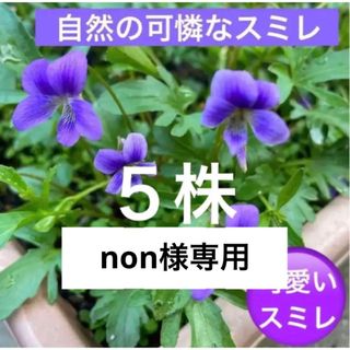 A②☘️可憐な自然のスミレ☘️根付き株☘️超初心者向け☆(プランター)