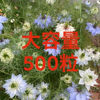 【大容量‼️】ニゲラ　種　500粒　青&白混合(その他)
