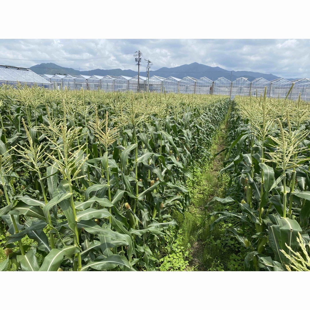 甘さ太鼓判 朝採れ とうもろこし（訳あり） 食品/飲料/酒の食品(野菜)の商品写真