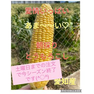 甘さ太鼓判 朝採れ とうもろこし（訳あり）(野菜)