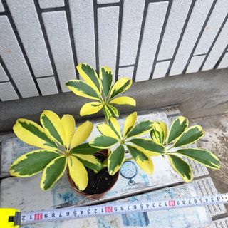 観葉植物 シェフレラ ハッピーイエロー 抜き苗(その他)