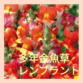 育て方付き❀強健種♪オレンジ&イエローの多年金魚草*レンブラント*花の種(その他)