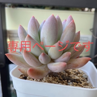 多肉植物　ピンク♡コロラータ×ベビーフィンガー(その他)