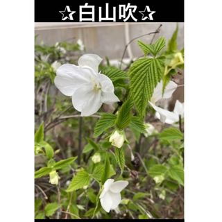 白山吹✰種✰30個(プランター)