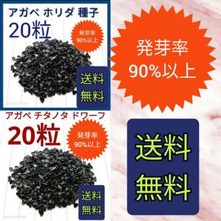 アガベ　チタノタドワーフの種子　20粒アガベ　ホリダの種子　20粒　セット(その他)