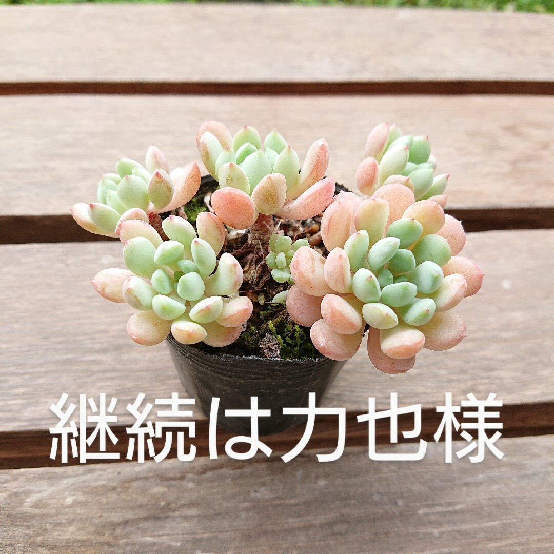 植物おまとめ - 植物/観葉植物