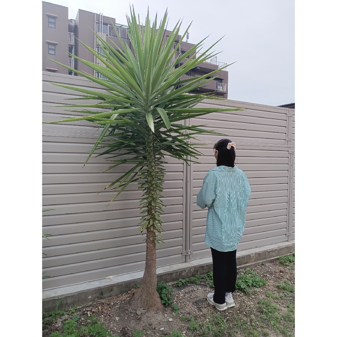 引取り希望】木 ユッカ ドライガーデン DIY 約2m70cm 1株2本