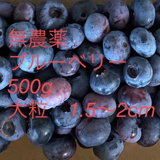 大粒ブルーベリー　500g 無農薬(フルーツ)