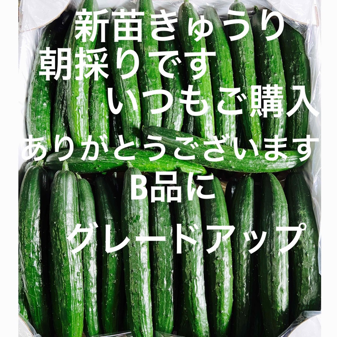 朝採り新鮮きゅうり、5キロです。B品にグレードアップして配送いたします。 食品/飲料/酒の食品(野菜)の商品写真