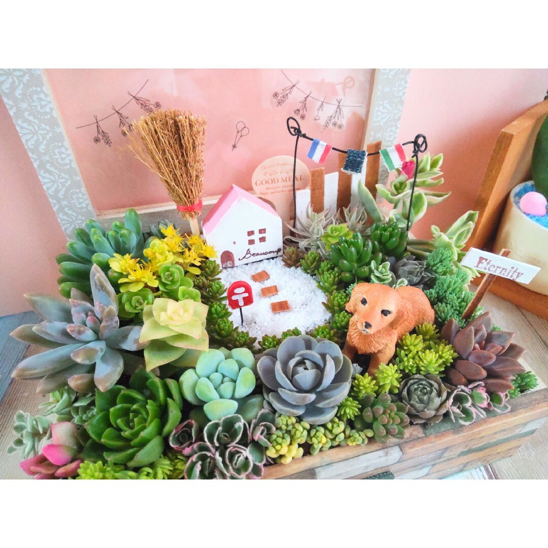 多肉植物の寄せ植え️♡コレクションBOXの中のナチュラルガーデン♡ 2