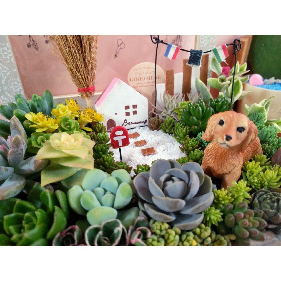 多肉植物の寄せ植え️♡コレクションBOXの中のナチュラルガーデン♡ 4