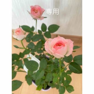 ミニ薔薇苗　ピンク　とオレンジ苗2点(プランター)