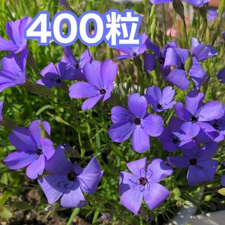 花の種　ビスカリア・ブルーエンジェル(その他)