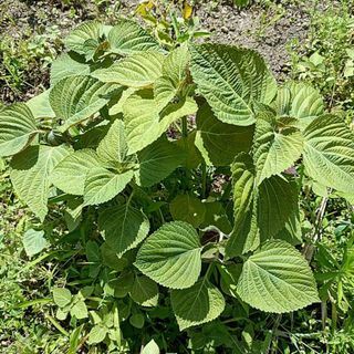 エゴマ 苗 10株 抜き苗 荏胡麻 山菜 山野草 無農薬・無化学肥料(その他)